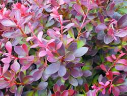 Barberry Crimson Pygmy Shrub