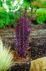 Barberry Helmond Pillar Shrub