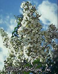 White+flowering+dogwood+shrub