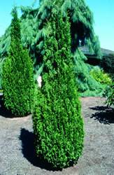 This arborvitae is an