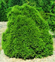 The Pygmy Globe Arborvitae,