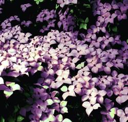 White+flowering+dogwood+shrub