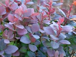 Plant features: Shrub Barberry