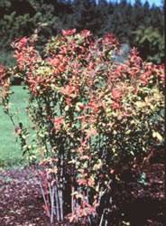 Plant features: Shrub Barberry