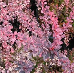 Barberry Rosy Glow Shrub