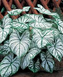 Caladium White Christmas