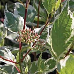 Gray+dogwood+shrub