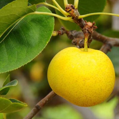 20th Century Pear Tree Garden Plant