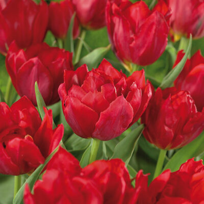 Abba Tulip Garden Plant