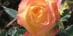 About Face Rose Garden Plant