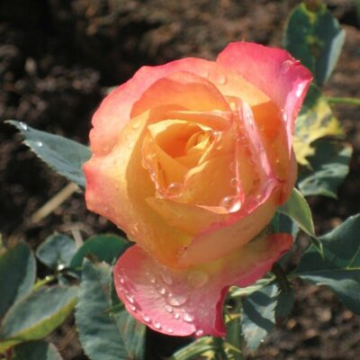 About Face Rose Garden Plant