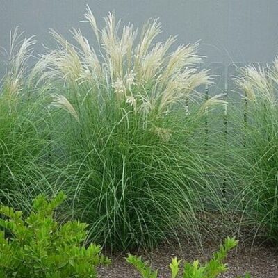 Adagio Grass Garden Plant