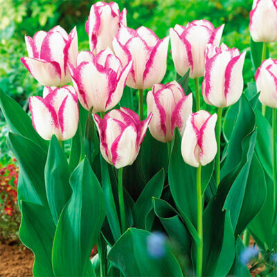 Affaire Tulip Garden Plant