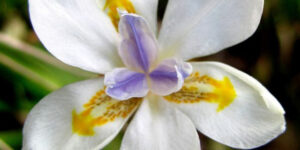 African Iris Garden Plant