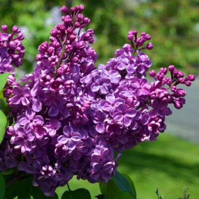 Agincourt Beauty Lilac Garden Plant