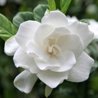 Aimee Gardenia Tree Form Garden Plant