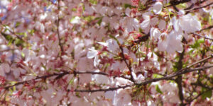 Akebono Flowering Cherry Garden Plant