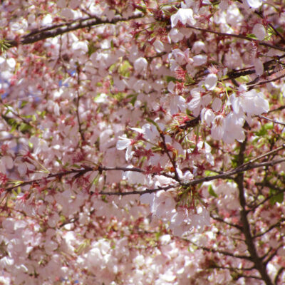 Akebono Flowering Cherry Garden Plant