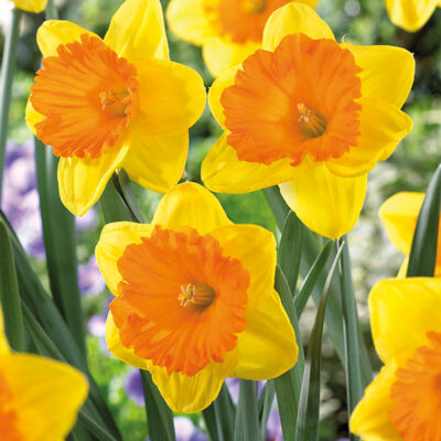 Akita Daffodil Garden Plant