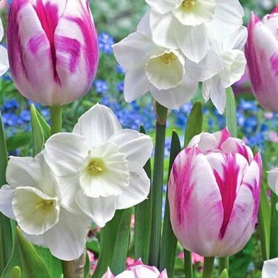 Alaskan Aurora Tulip/Daffodil Mix Garden Plant