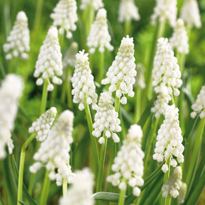 Album Muscari Garden Plant