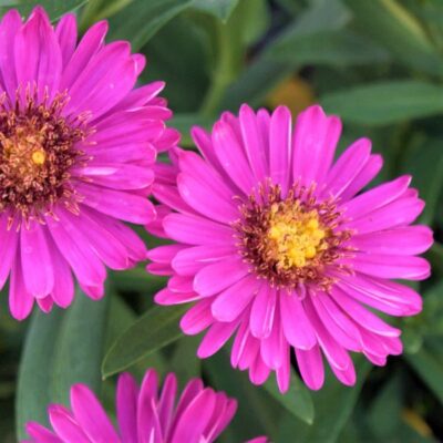 Alert Dwarf Aster Garden Plant