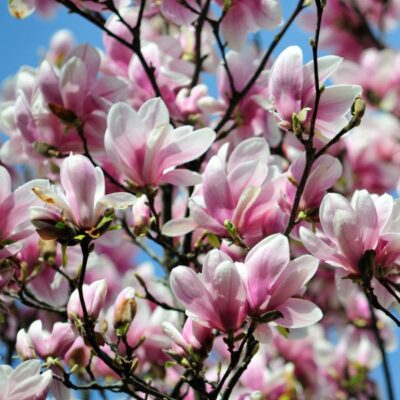 Alexandrina Saucer Magnolia Garden Plant