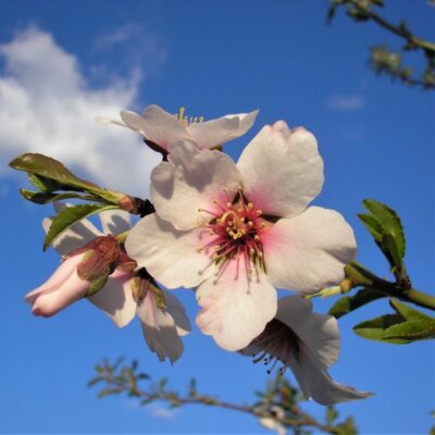 All-in-One Almond Garden Plant