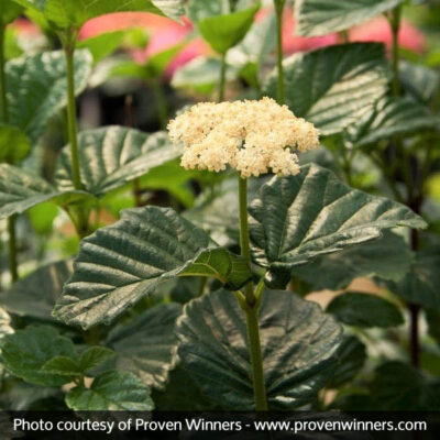 All That Glows Arrowwood Viburnum Garden Plant