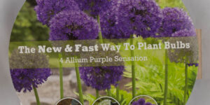 Allium Purple Sensation Easy Bloom Pad Garden Plant