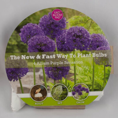 Allium Purple Sensation Easy Bloom Pad Garden Plant