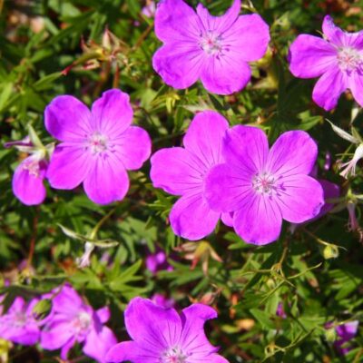 Alpenglow Geranium Garden Plant