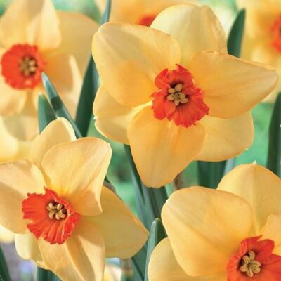 Altruist Daffodil Garden Plant