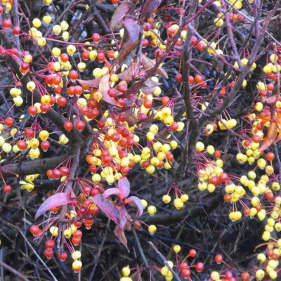 American Bittersweet Garden Plant