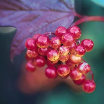American Cranberrybush Viburnum Garden Plant