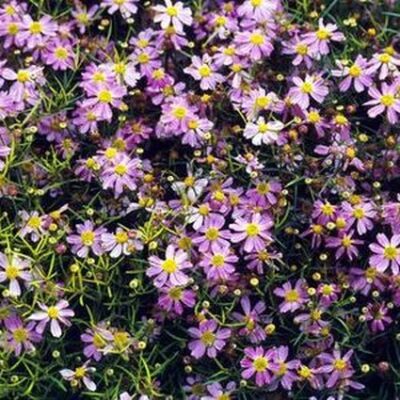 American Dream Coreopsis Garden Plant