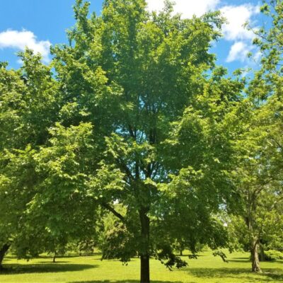 American Elm Garden Plant