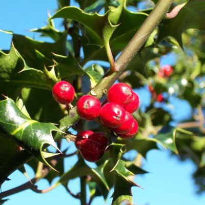 American Holly-Tree Form Garden Plant