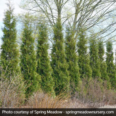 American Pillar Arborvitae Garden Plant