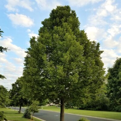 American Sentry Linden Garden Plant