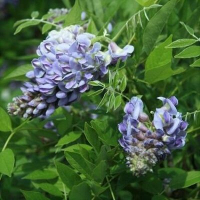 Amethyst Falls Wisteria Garden Plant