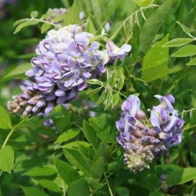 Amethyst Falls Wisteria Tree Garden Plant