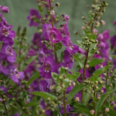 Angelface Blue Angelonia Garden Plant