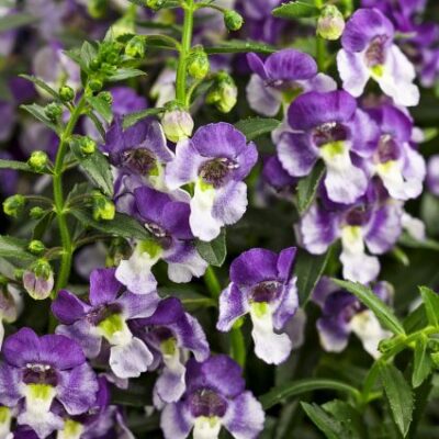 Angelface Wedgewood Blue Angelonia Garden Plant