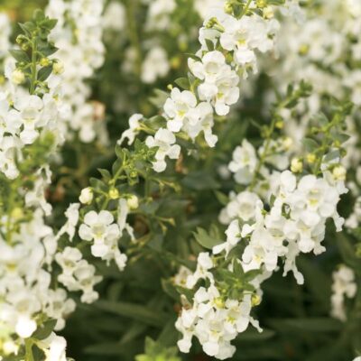 Angelface White Angelonia Garden Plant