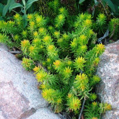 Angelina Sedum Garden Plant