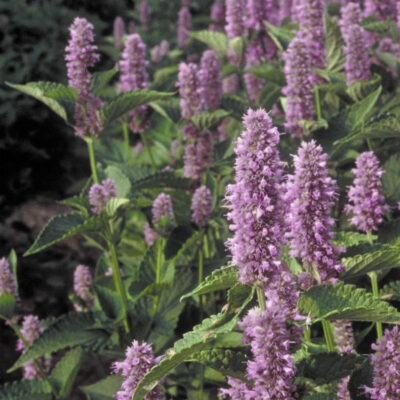 Anise Hyssop Garden Plant