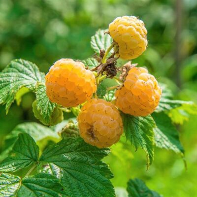 Anne Raspberry Garden Plant