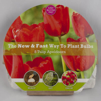 Apeldoorn Tulip Easy Bloom Pad Garden Plant