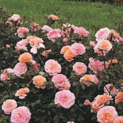 Apricot Drift Rose Garden Plant